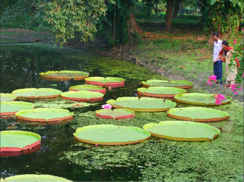 Flower Garden in Kolkata