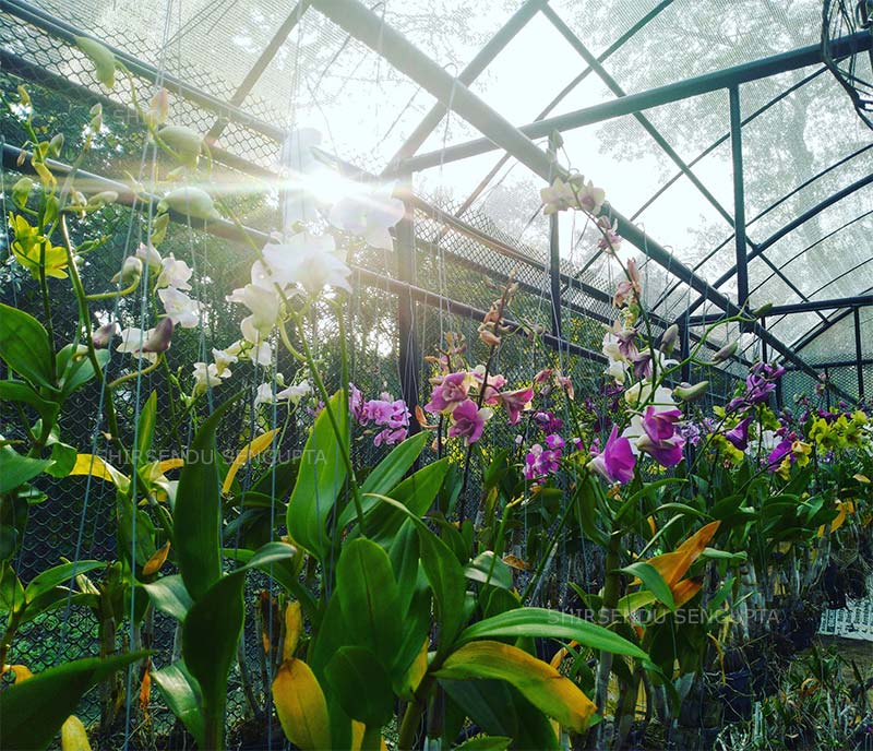 Flower Garden in Kolkata