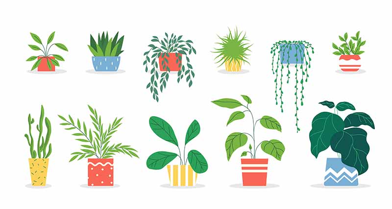 Plant Care Made Easy