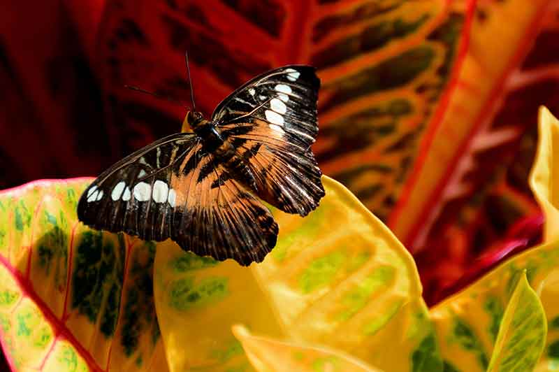 best butterfly plants