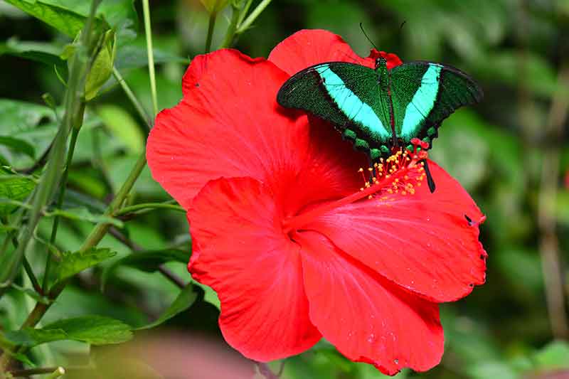 best butterfly plants