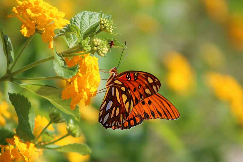 best butterfly plants