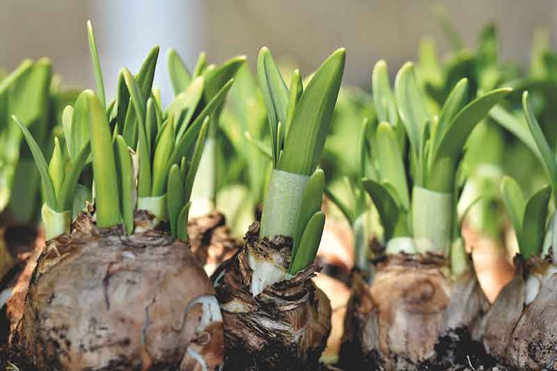 Best Flower Bulbs to Grow in Your Garden