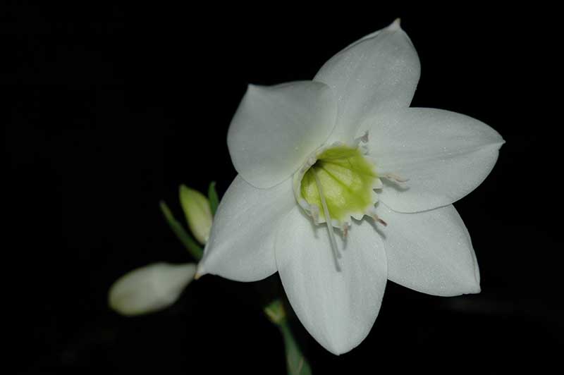 Best Flower Bulbs to Grow in Your Garden Eucharis Lily