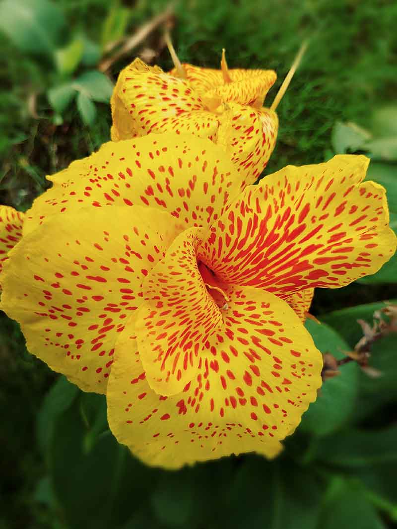 Best Flower Bulbs to Grow in Your Garden Canna lily