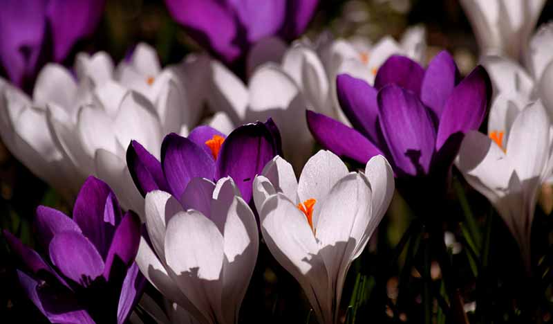 Best Flower Bulbs to Grow in Your Garden Crocus