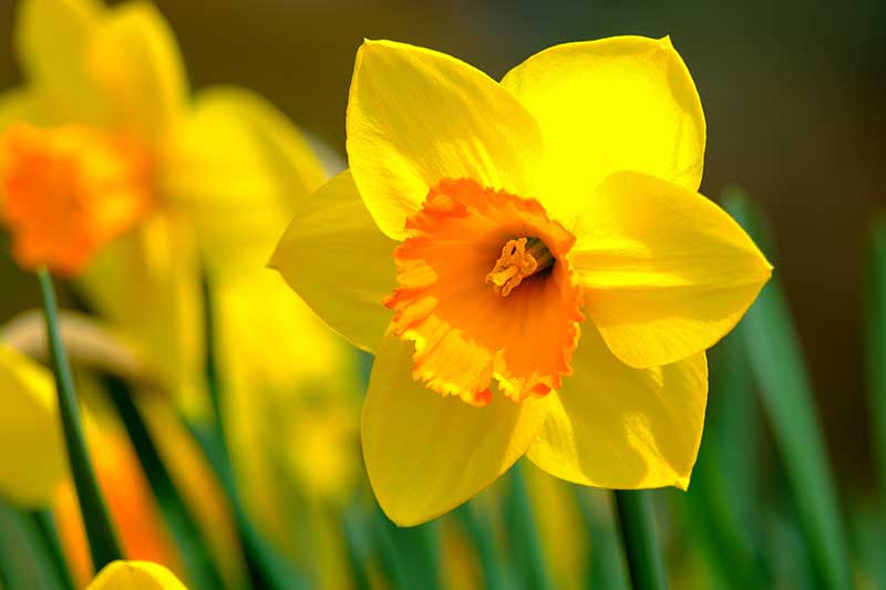 Brightest Yellow Flowers to grow in an Indian Garden daffodil