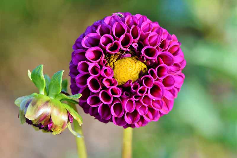 Best Flower Bulbs to Grow in Your Garden Dahlia