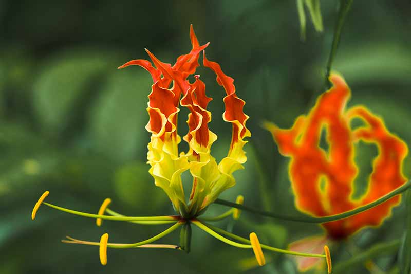 Best Flower Bulbs to Grow in Your Garden Gloriosa