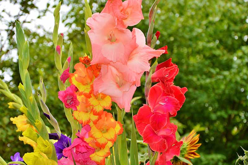 Best Flower Bulbs to Grow in Your Garden Gladiolus