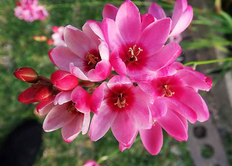 Best Flower Bulbs to Grow in Your Garden Ixia