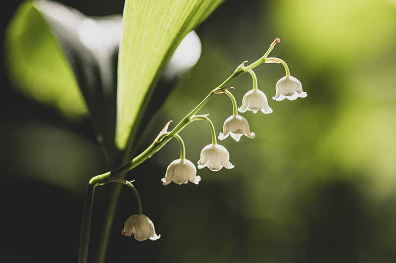 Best Flower Bulbs to Grow in Your Garden Lily of the Valley