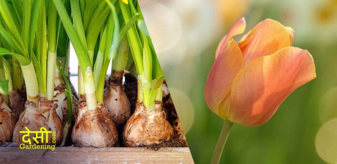 Best Flower Bulbs to Grow in Your Garden