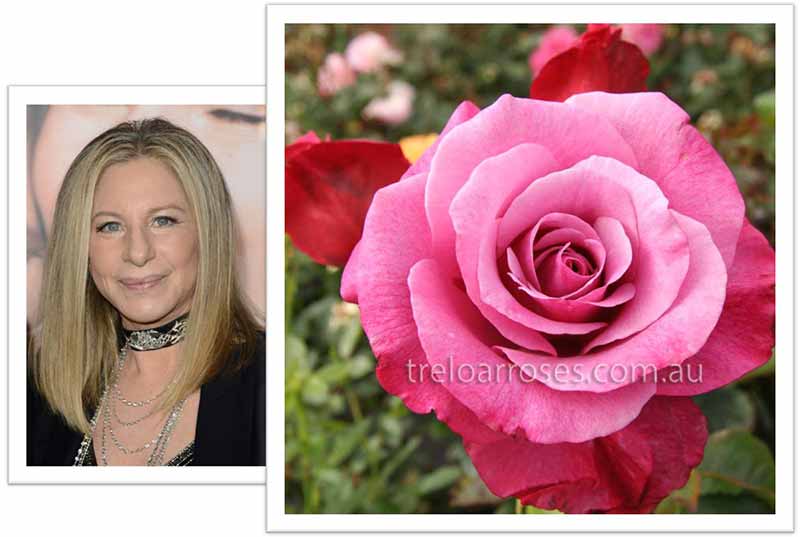 Flowers Named after Celebrities and Famous People Barbra Streisand