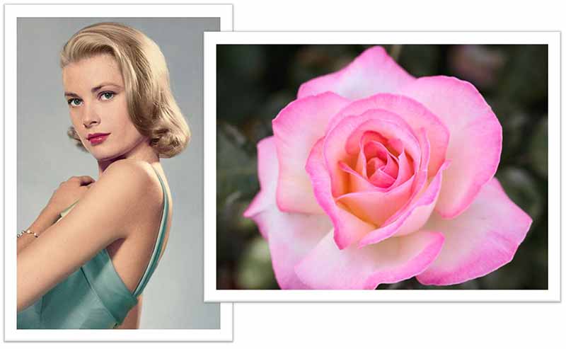 Flowers Named after Celebrities and Famous People Grace Kelly