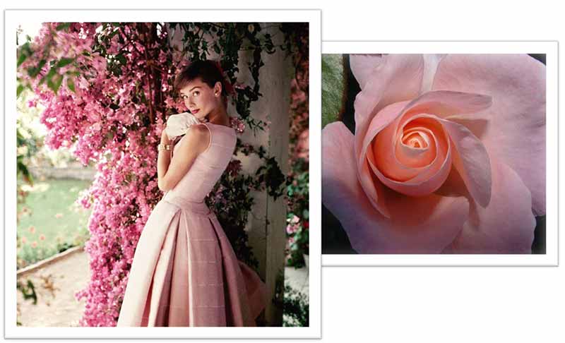 Flowers Named after Celebrities and Famous People Audrey Hepburn