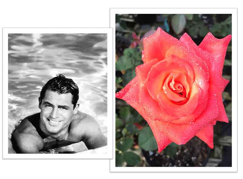 Flowers Named after Celebrities and Famous People Cary Grant