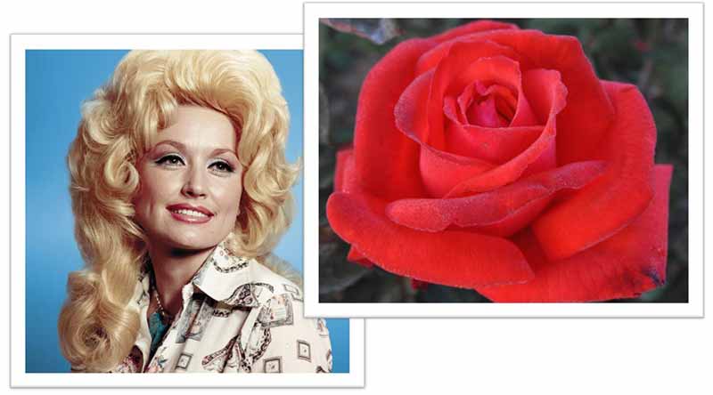 Flowers Named after Celebrities and Famous People Dolly Parton