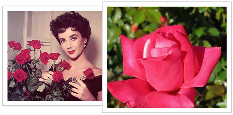 Flowers Named after Celebrities and Famous People Elizabeth Taylor