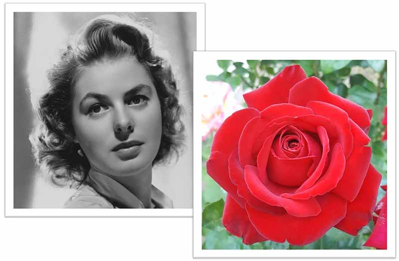 Flowers Named after Celebrities and Famous People Ingrid Bergman