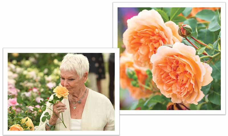Flowers Named after Celebrities and Famous People Judi Dench
