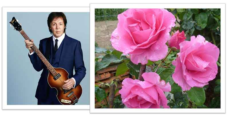 Flowers Named after Celebrities and Famous People Paul Mc Cartney