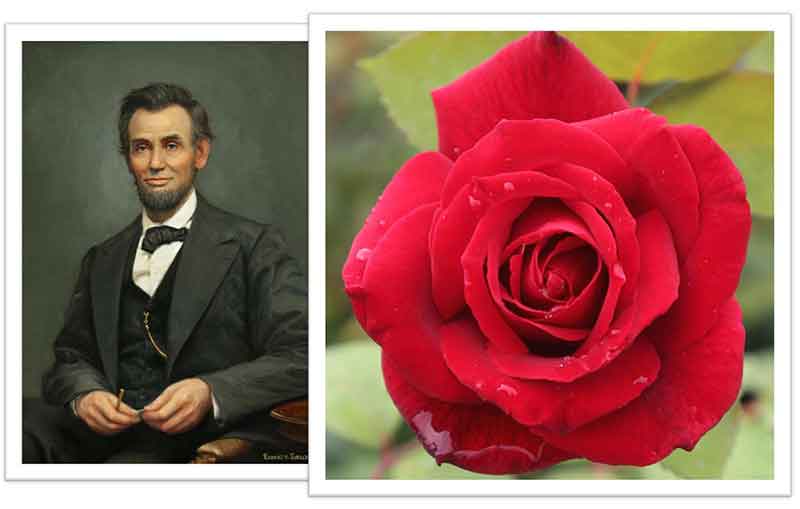 Flowers Named after Celebrities and Famous People - Abraham Lincoln Rose