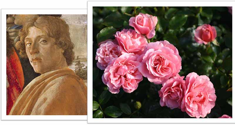 Flowers Named after Celebrities and Famous People Boticelli