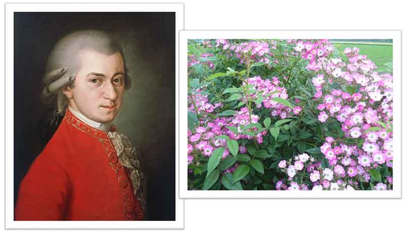 Flowers Named after Celebrities and Famous People Mozart