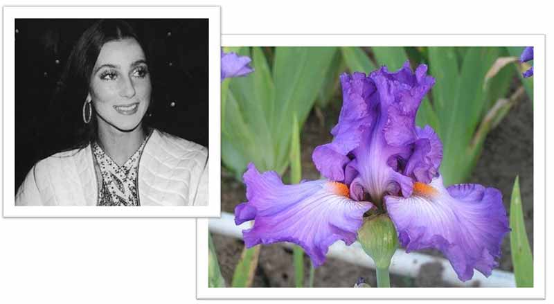 Flowers Named after Celebrities and Famous People Cher