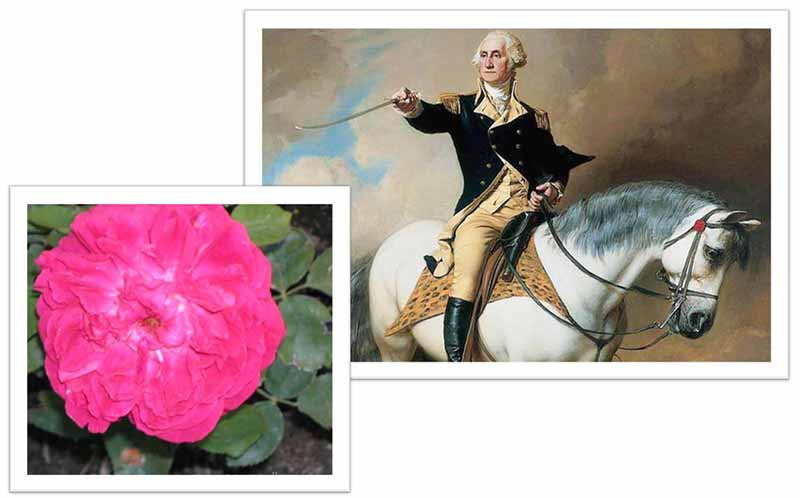 Flowers Named after Celebrities and Famous People George Washington