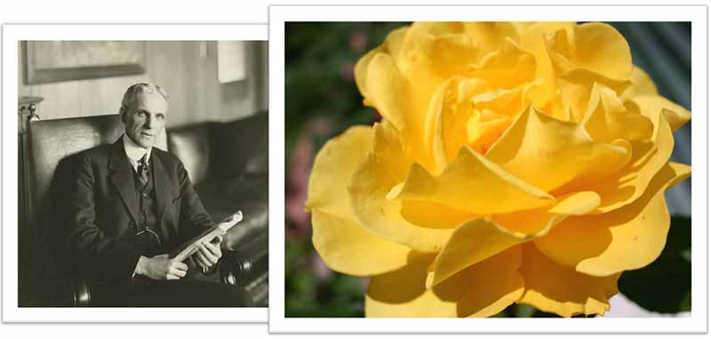 Flowers Named after Celebrities and Famous People Henry Ford