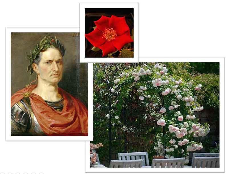 Flowers Named after Celebrities and Famous People Julius Caesar