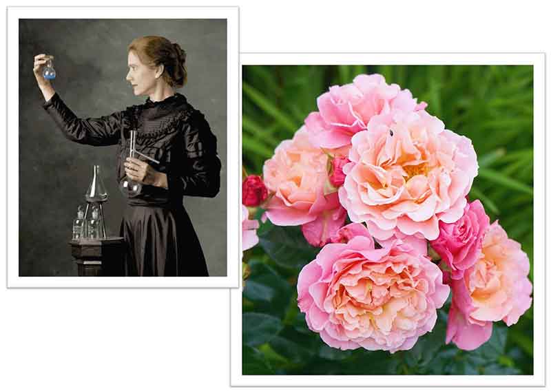 Flowers Named after Celebrities and Famous People Marie Curie