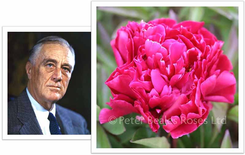 Flowers Named after Celebrities and Famous People President Roosevelt