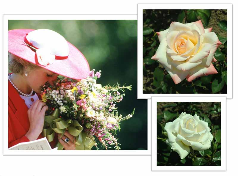 Flowers Named after Celebrities and Famous People Princess Diana