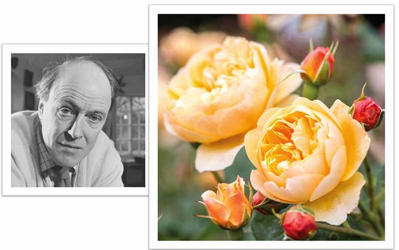 Flowers Named after Celebrities and Famous People Roald Dahl