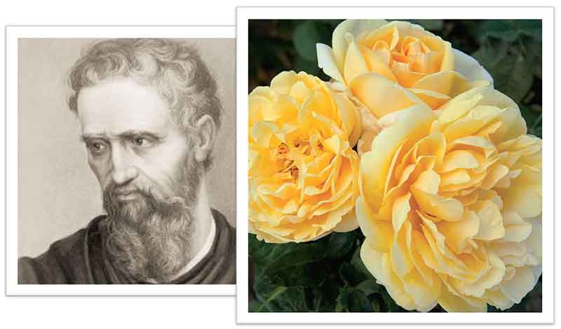 Flowers Named after Celebrities and Famous People Michelangelo