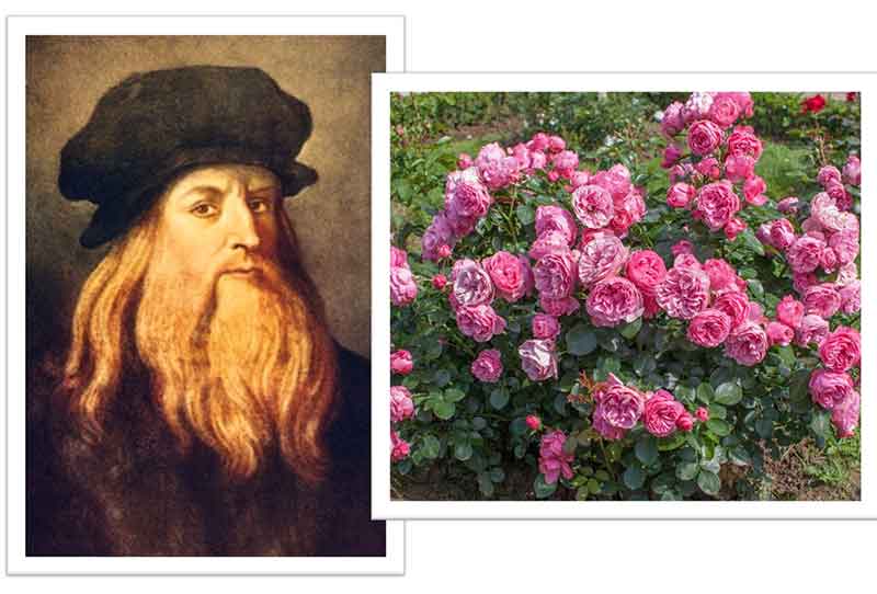 Flowers Named after Celebrities and Famous People Leonardo Da Vinci