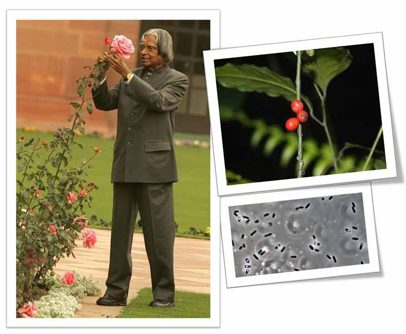 Plants and flowers named after famous Indians as a tribute