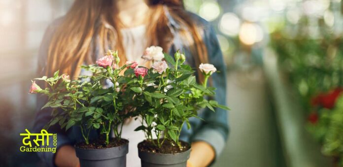 Want to start a garden? Follow these step-by-step instructions