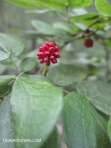 Calliandra bud