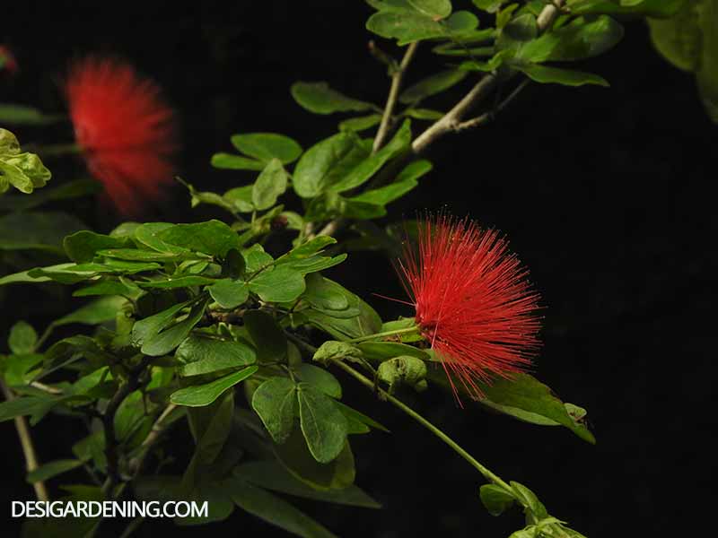 How I take care of my Calliandra Powder Puff Plant