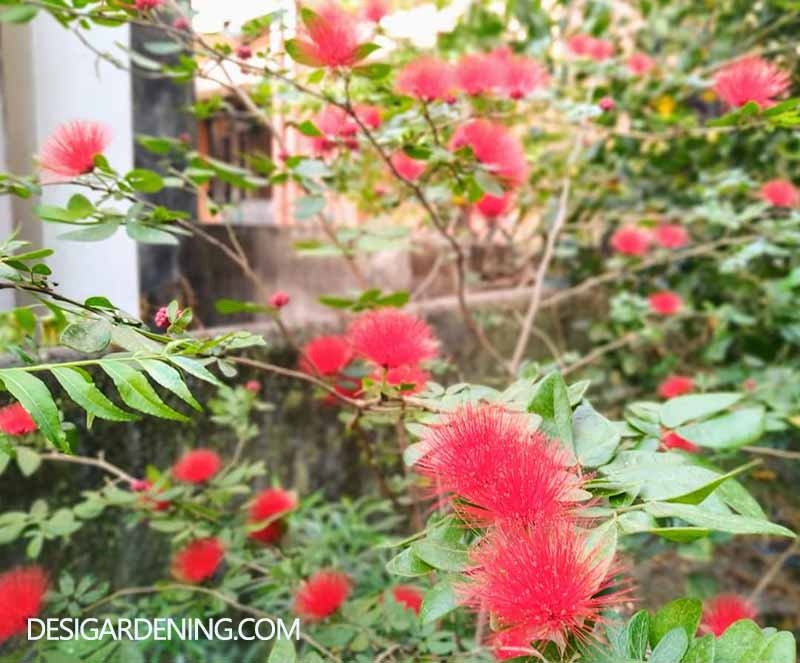 How I take care of my Calliandra Powder Puff Plant