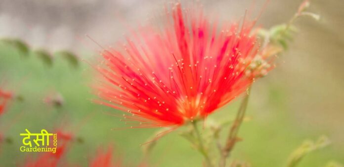 How I take care of my Calliandra Powder Puff Plant