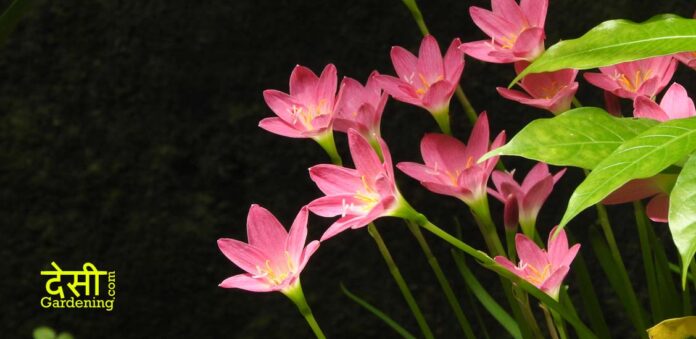 Rain lily: Step by step from sowing to flowering