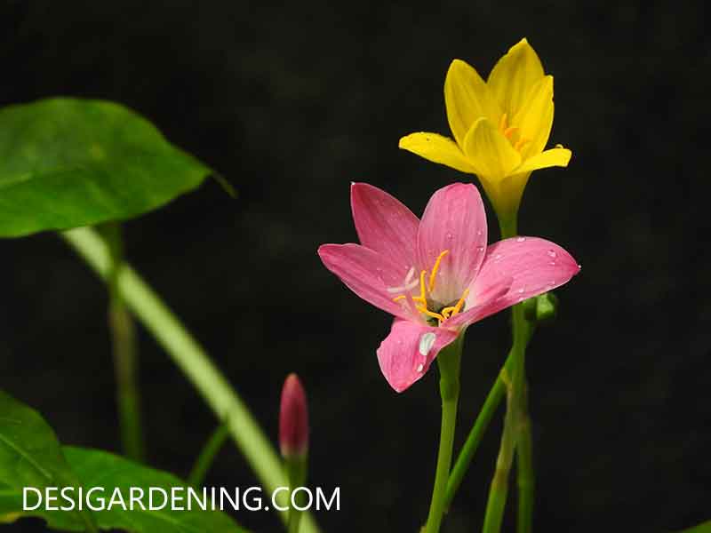 Rain lily: Step by step guide from sowing to flowering