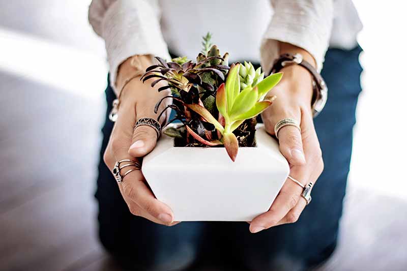 Small Plant Gifts