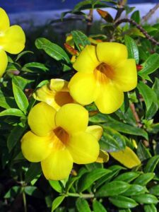 Brightest Yellow Flowers to grow in an Indian Garden Allamanda