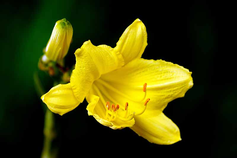 Brightest Yellow Flowers to grow in an Indian Garden amaryllis